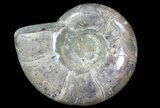 Polished, Agatized Ammonite (Anapuzosia?) - Madagascar #76107-1